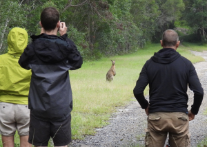 4 day Aussie wildlife Adventure